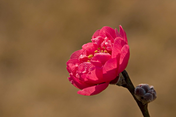 _DSC0320_С.JPG