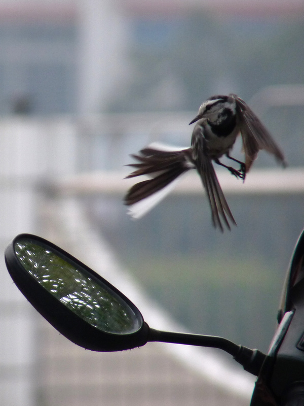 P11009200.jpg