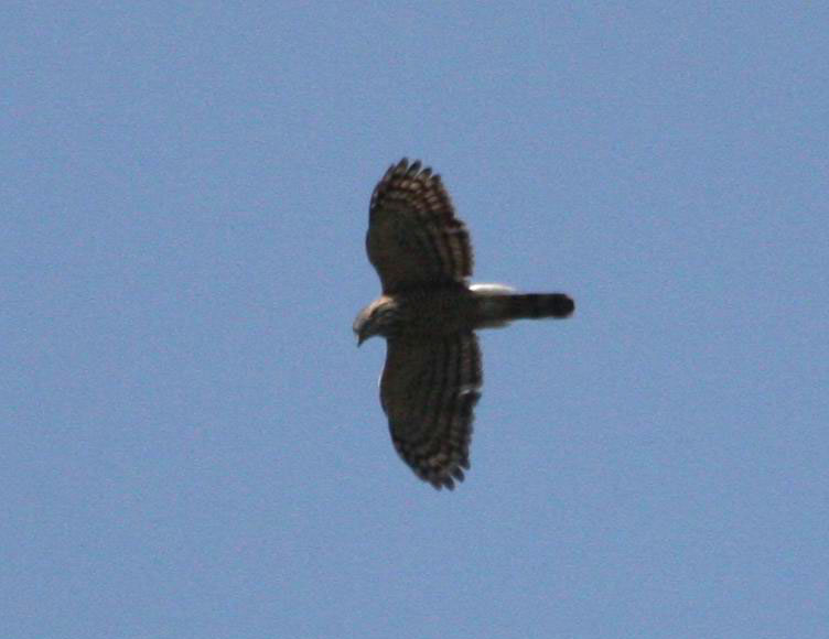 IMG_4126.jpg