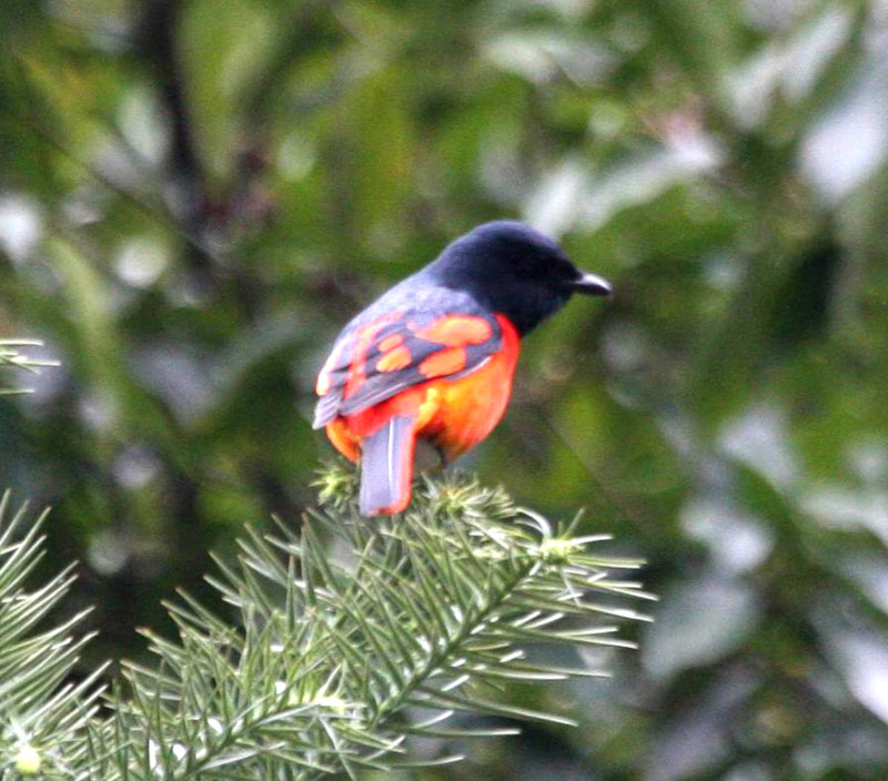 IMG_4360.jpg