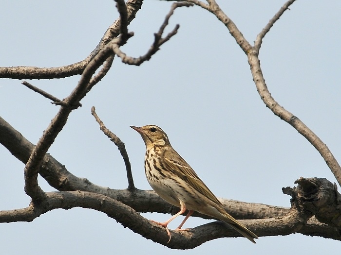 DSC_XZ016.jpg
