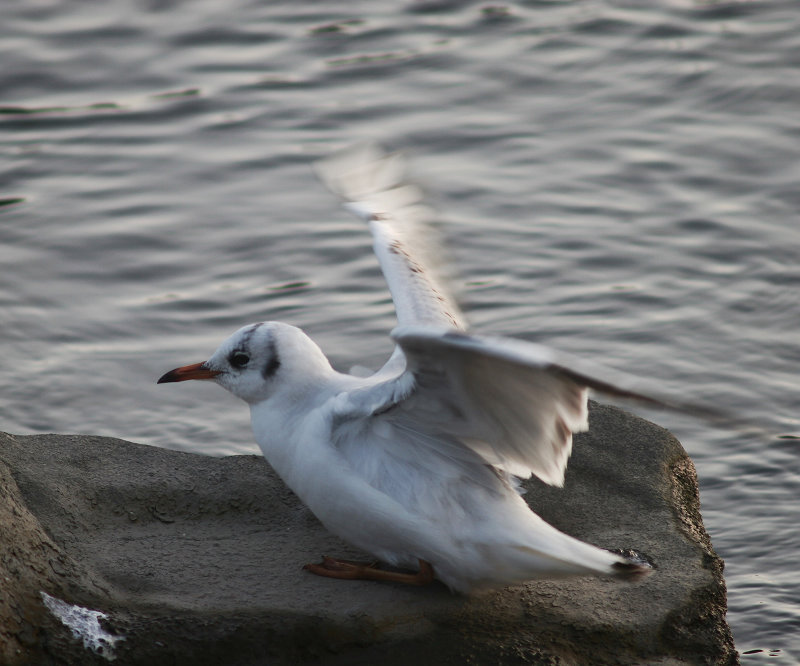 IMG_1858.jpg