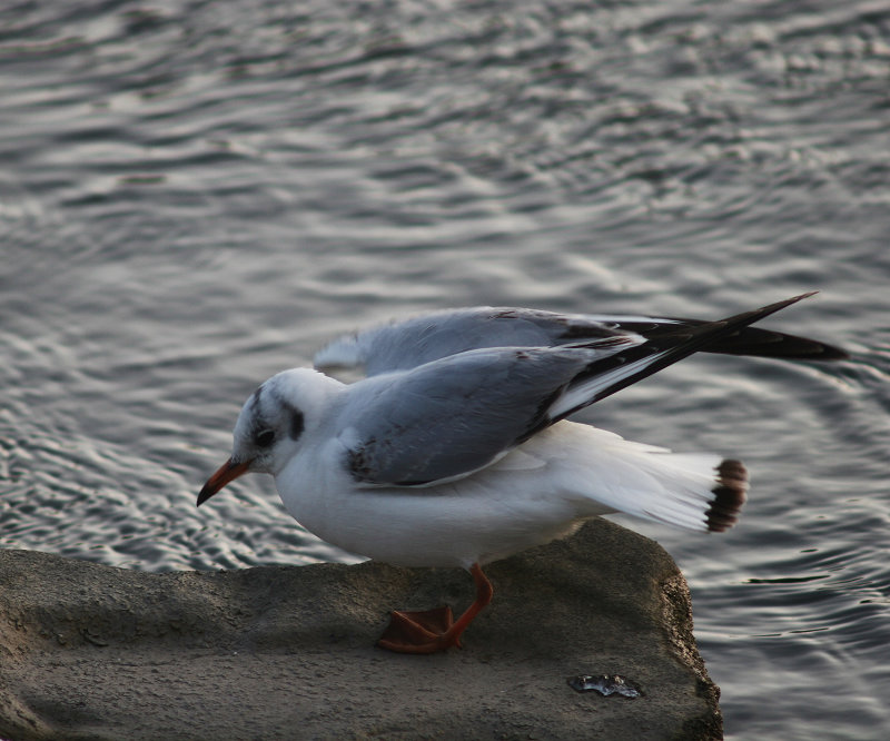 IMG_1856.jpg