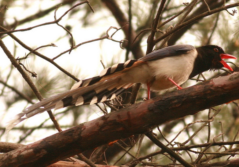 cIMG_6520.jpg