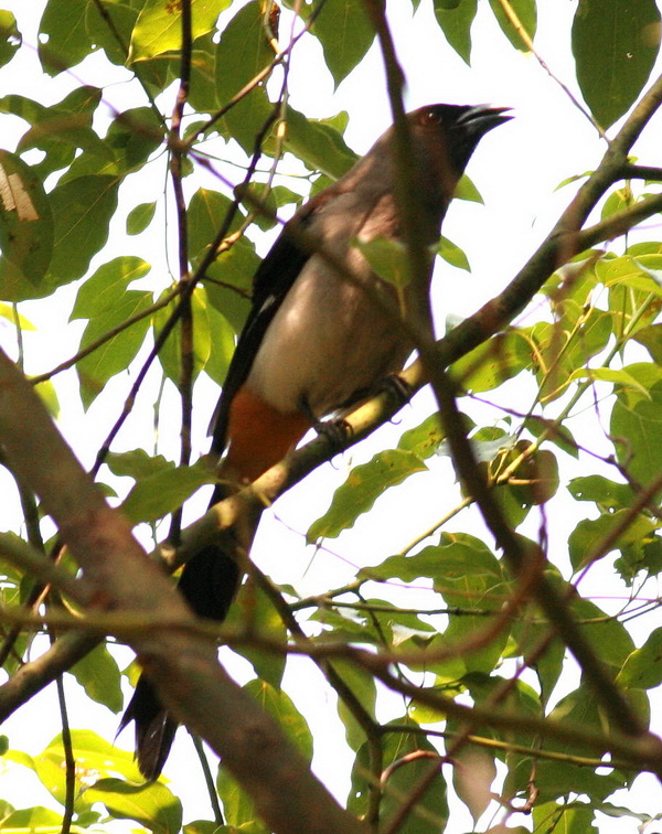 cIMG_6560.jpg