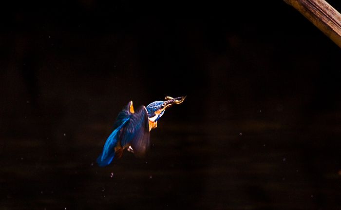 _MG_5439.jpg