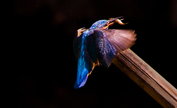 _MG_5440.jpg
