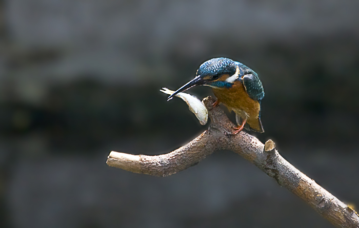 _MG_6563.jpg