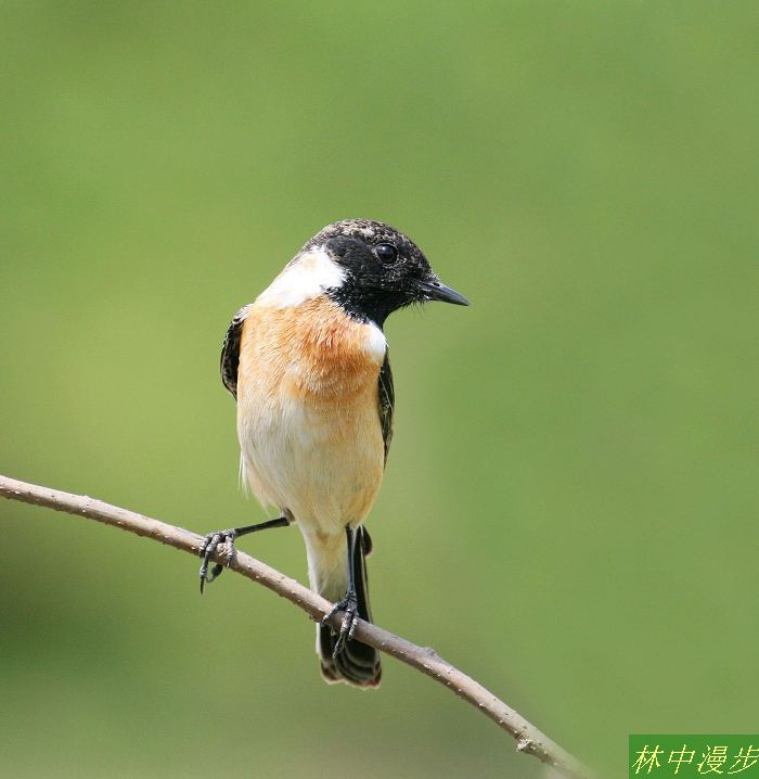 ںʯ2.JPG