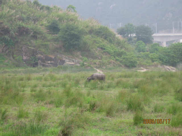 白眉山观鸟 103B.jpg