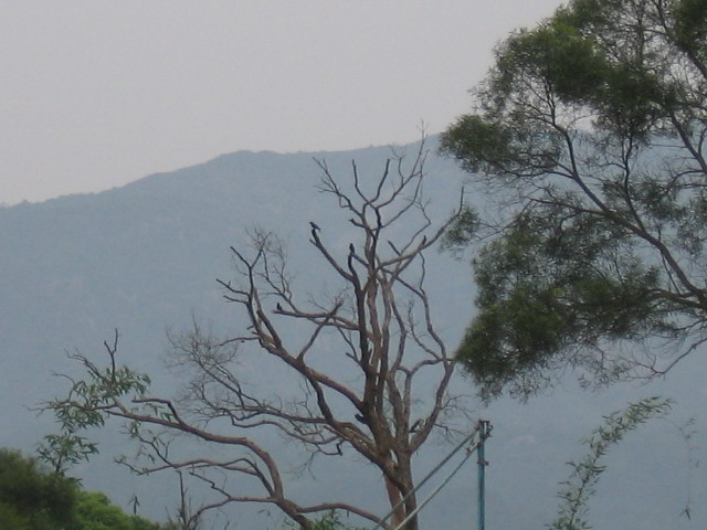 白眉山观鸟 022C.jpg