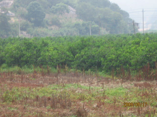 白眉山观鸟 098B.jpg