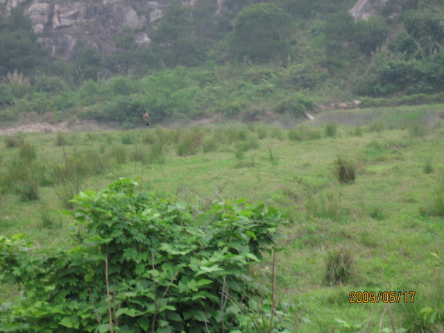 白眉山观鸟 105B.jpg