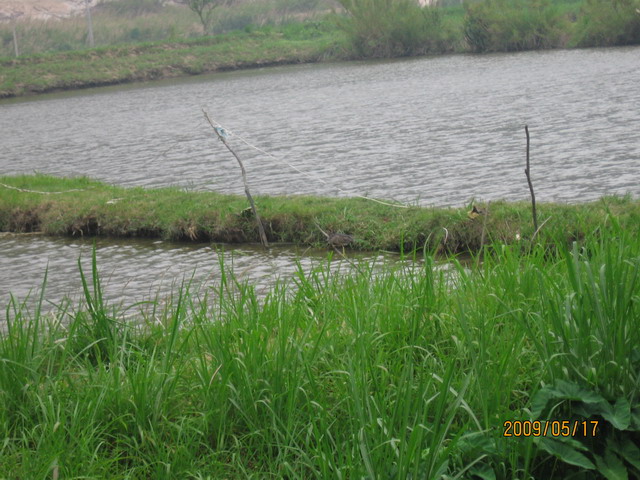白眉山观鸟 117B.jpg