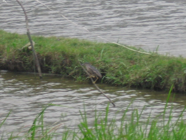白眉山观鸟 117D.jpg