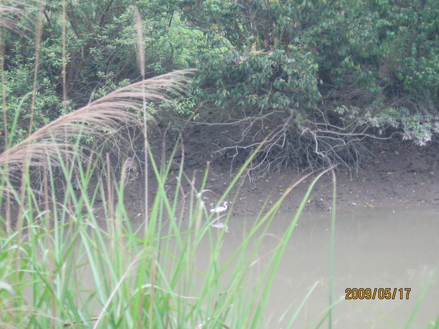 白眉山观鸟 113B.jpg