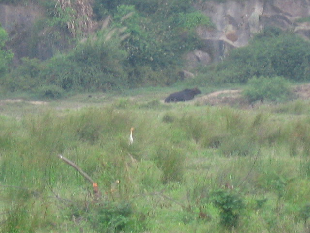 白眉山观鸟 109B.jpg