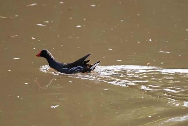 _MG_6584.JPG