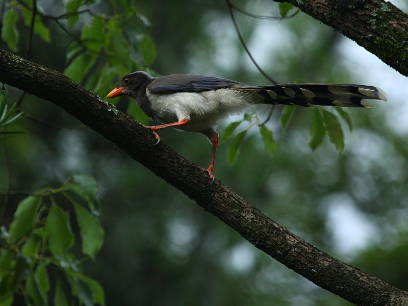 DPP_4065.JPG