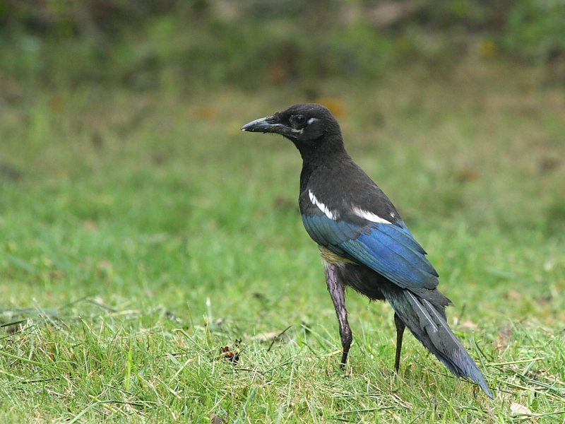 DPP_4076.JPG