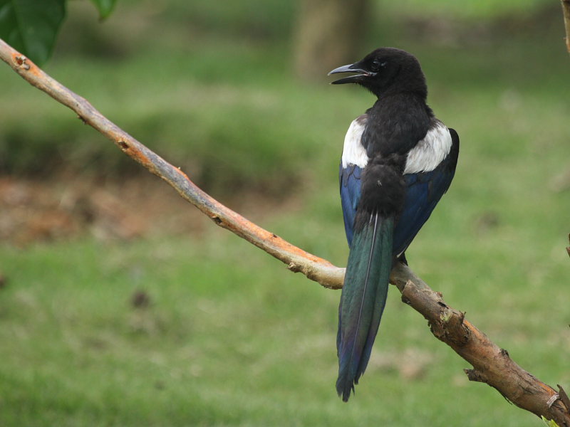 DPP_4071.JPG
