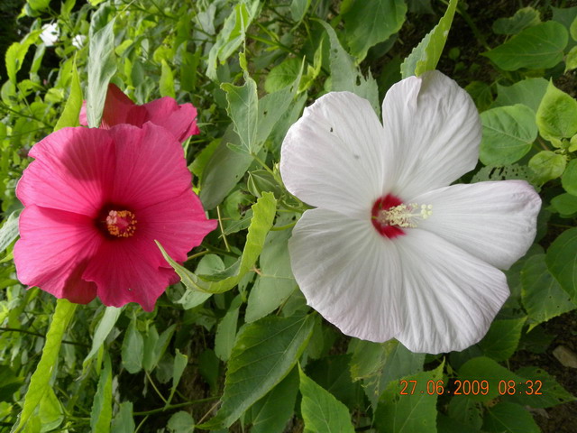 06.27. 10a.jpg