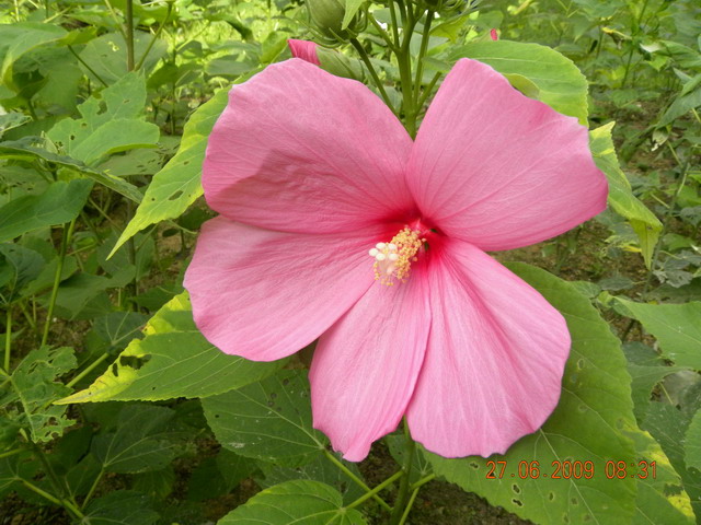 06.27. 09a.jpg