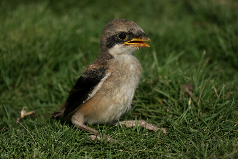 DPP_4092.JPG