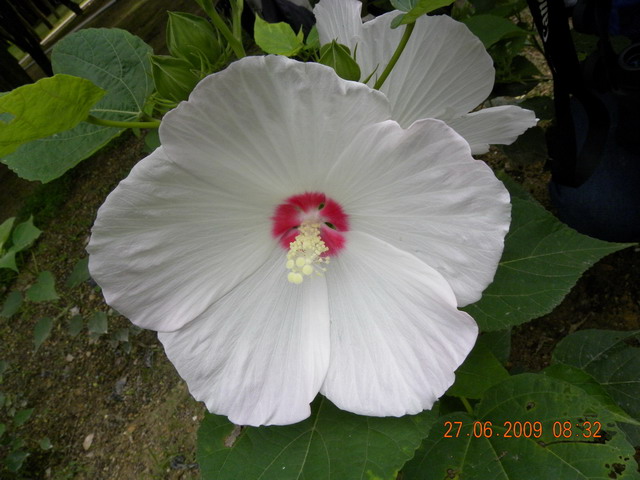 06.27. 11a.jpg