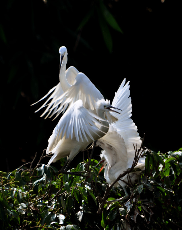 DSC_0349ط.jpg