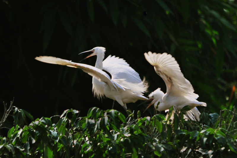 DSC_0333˫跢.jpg