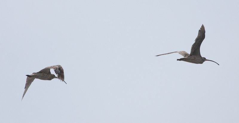 IMG_3998.jpg