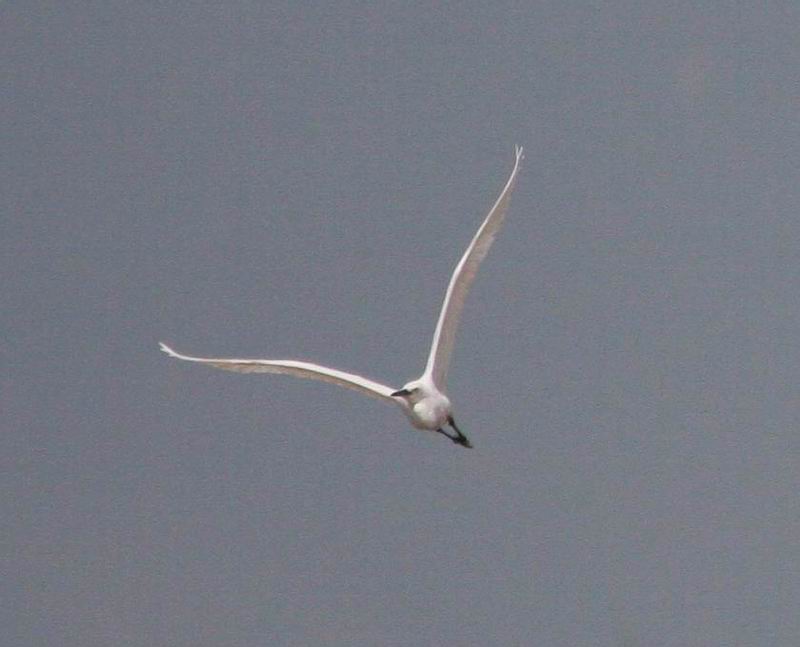 IMG_4169.jpg