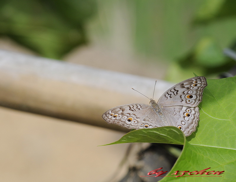 ͐Junonia atlites