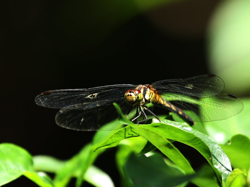 DPP_5275.JPG