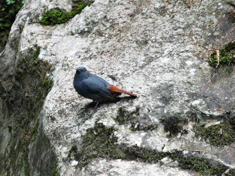 DPP_5233.JPG