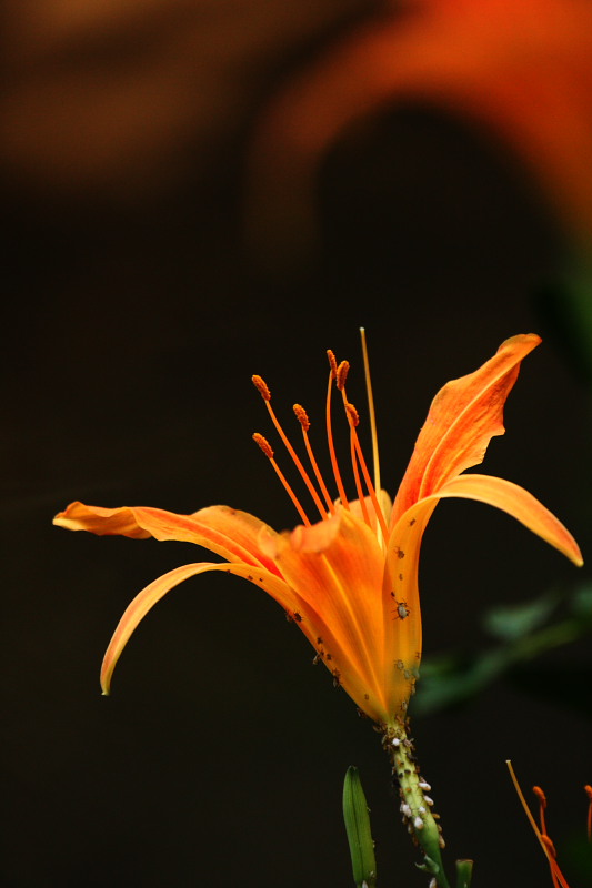 DPP_5248.JPG