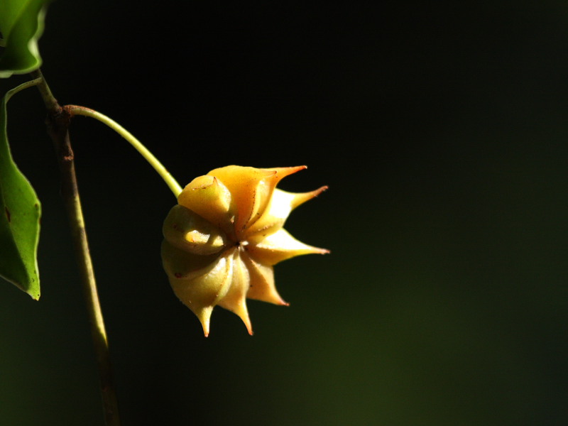 DPP_5250.JPG