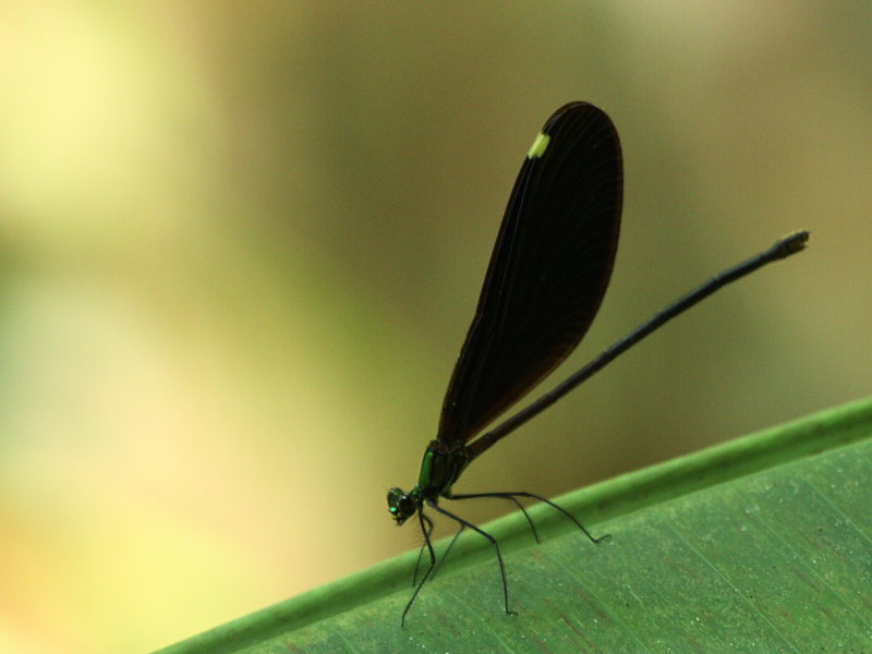 DPP_5272.JPG