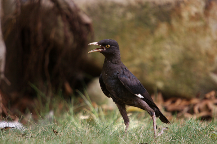 C˸3700.jpg