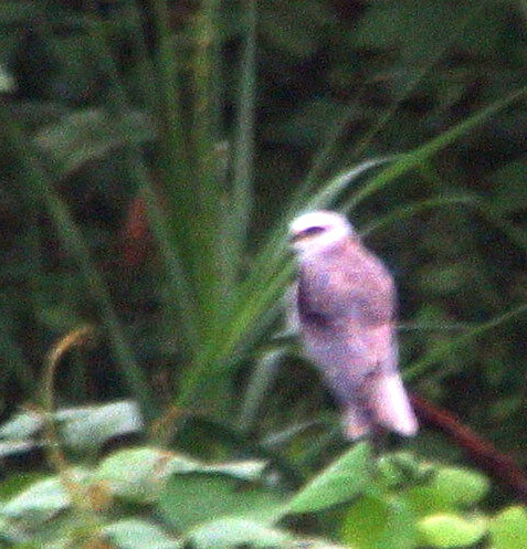 ڳ1.jpg