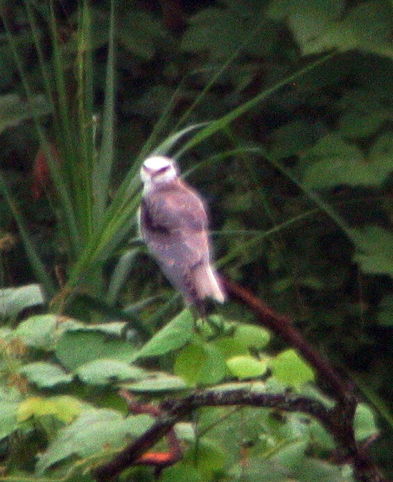 ڳ3.jpg