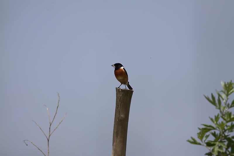 ںʯ1.jpg