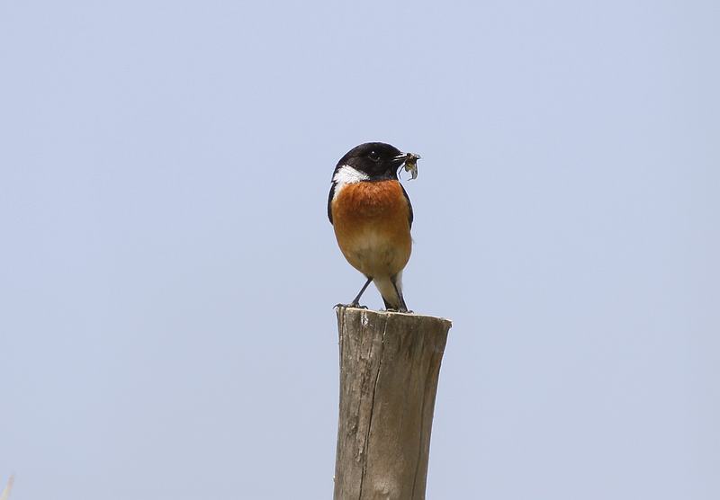 ںʯ2.jpg