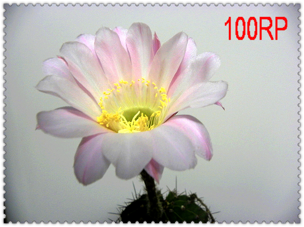 09.09.27 088.jpg