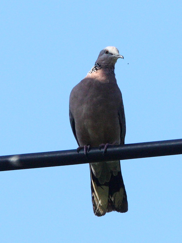 DPP_5569.JPG