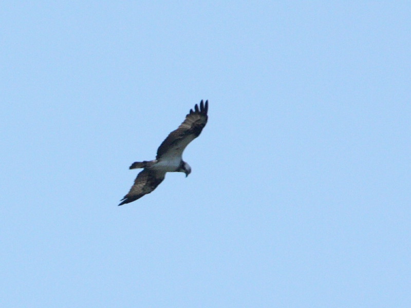 DPP_5649.JPG