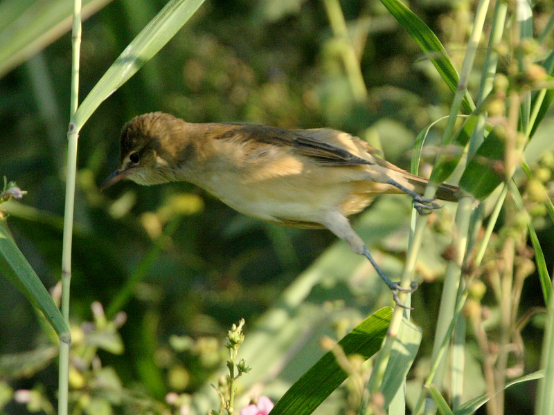 DPP_5705.JPG