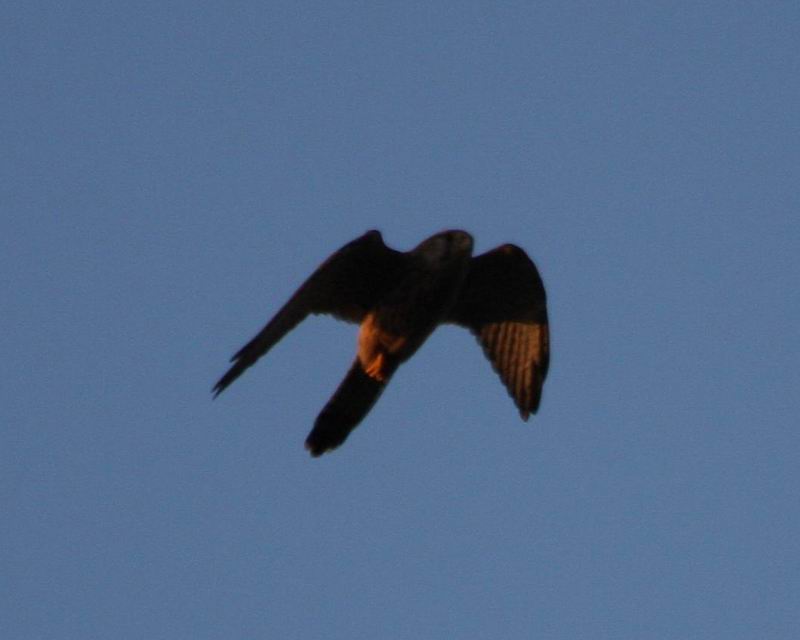 IMG_1517.jpg