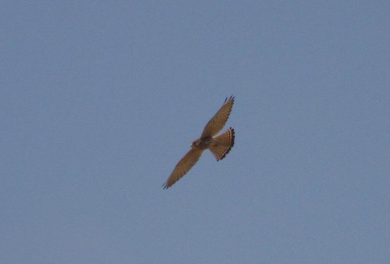 IMG_2524.jpg